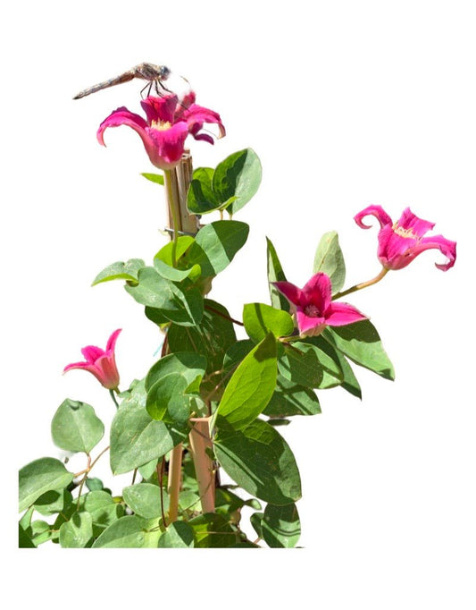 Clematis texensis 'Princess Diana' staked - The Garden Corner