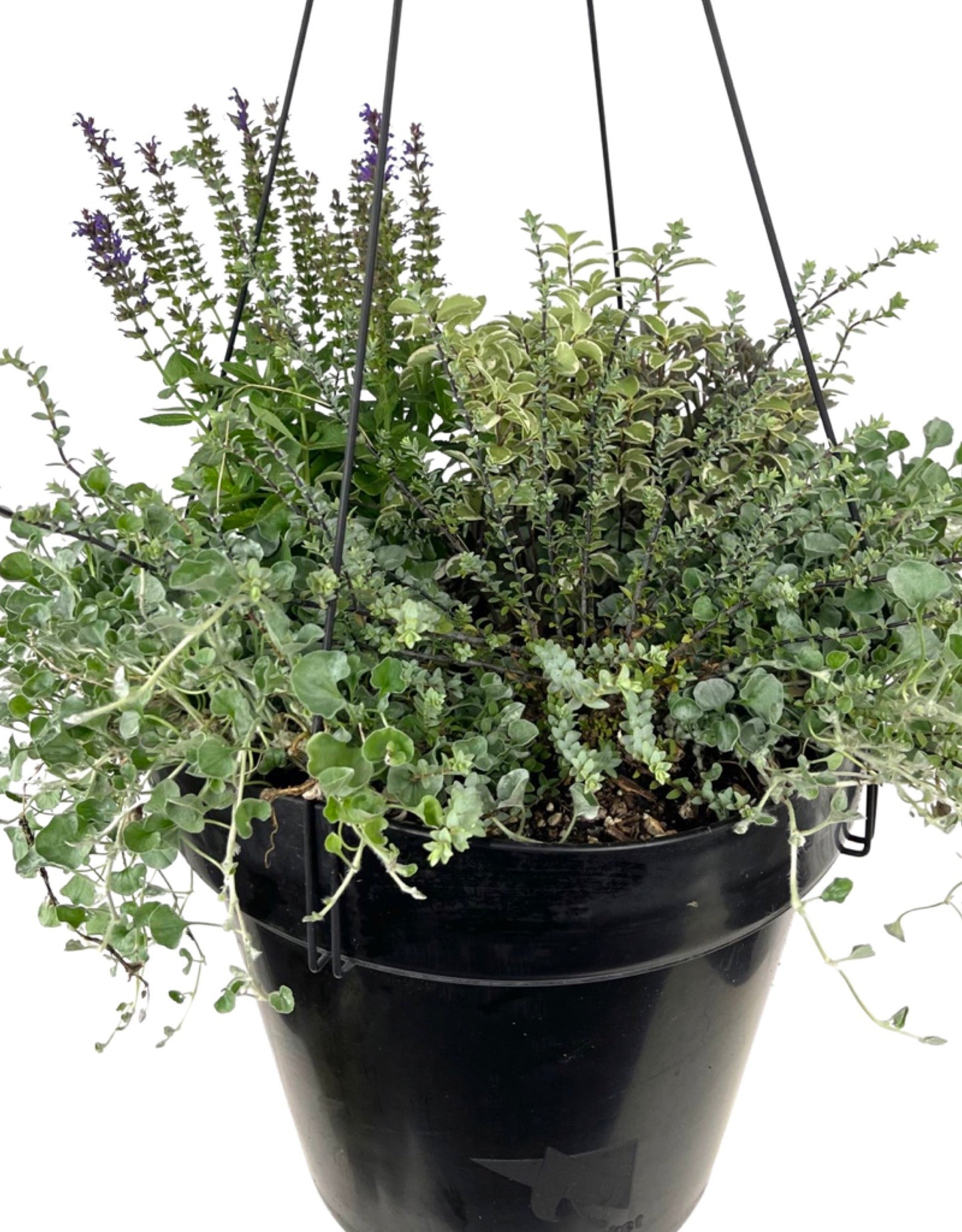 Hanging Garden 3 - The Garden Corner