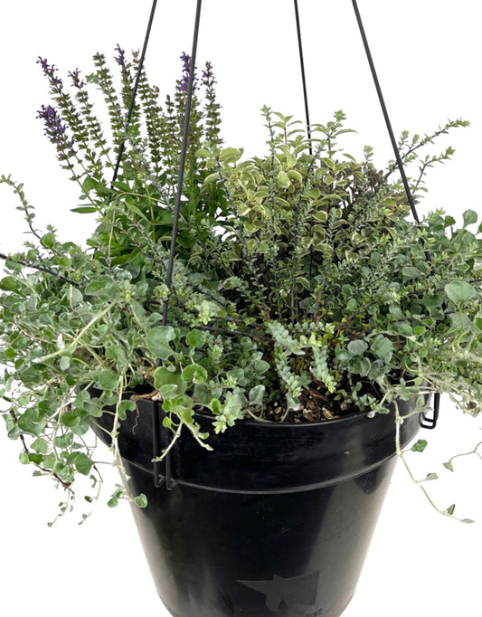 Hanging Garden 3 - The Garden Corner