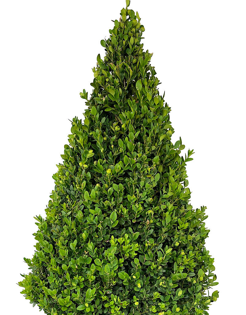 Buxus Sempervirens Cone Topiary 27-30 Inch