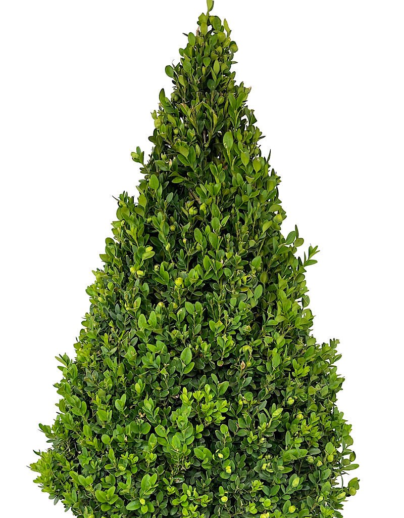 Buxus Sempervirens Cone Topiary 27 - 30 Inch - The Garden Corner