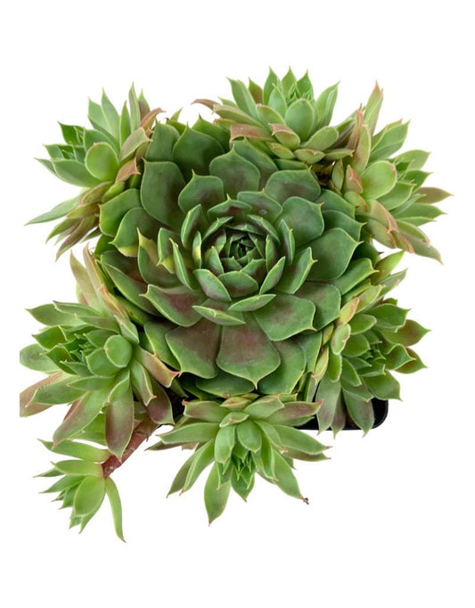 Sempervivum 'Chick Charm Cranberry Cocktail' - The Garden Corner