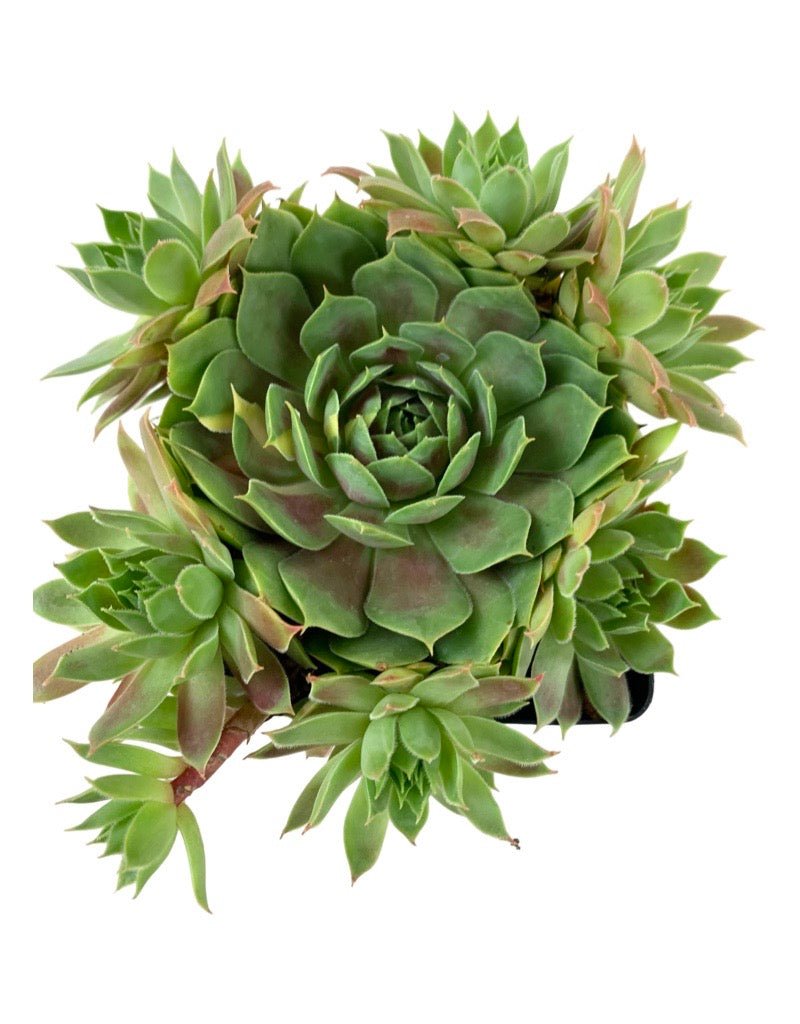 Sempervivum 'Chick Charm Cranberry Cocktail' - Groundcovers