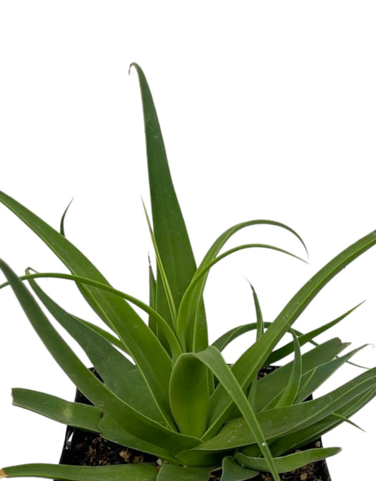 Agave bracteosa 'Calamar' Quart - The Garden Corner