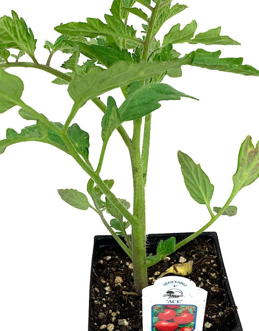 Tomato 'Ace' 4 Inch - The Garden Corner