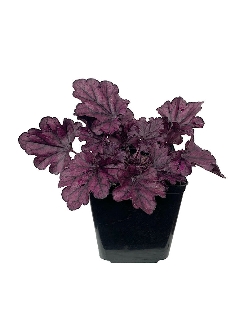 Heuchera 'Forever Purple' - Perennials