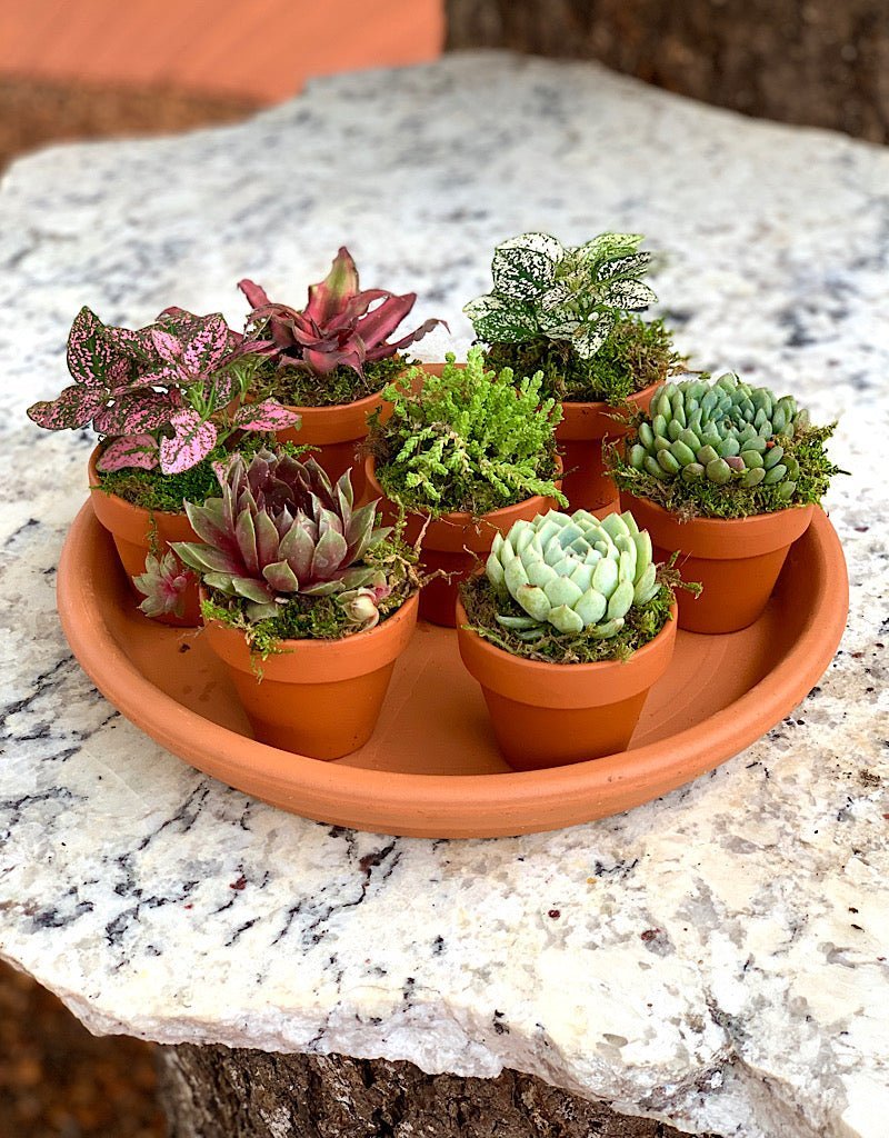Plant Party Platter - The Garden Corner
