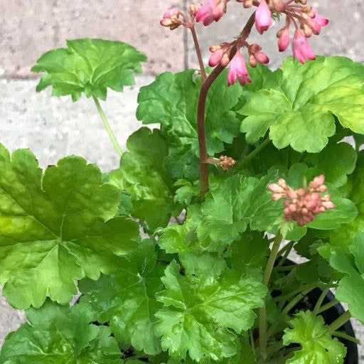 Heuchera 'Cutie Sweet Tart'- Quart