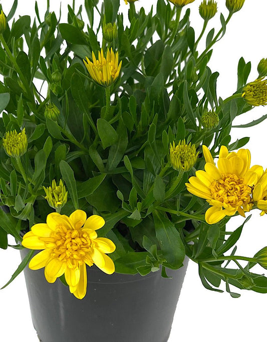 Osteospermum '4D Sunburst' 1 Gallon - The Garden Corner