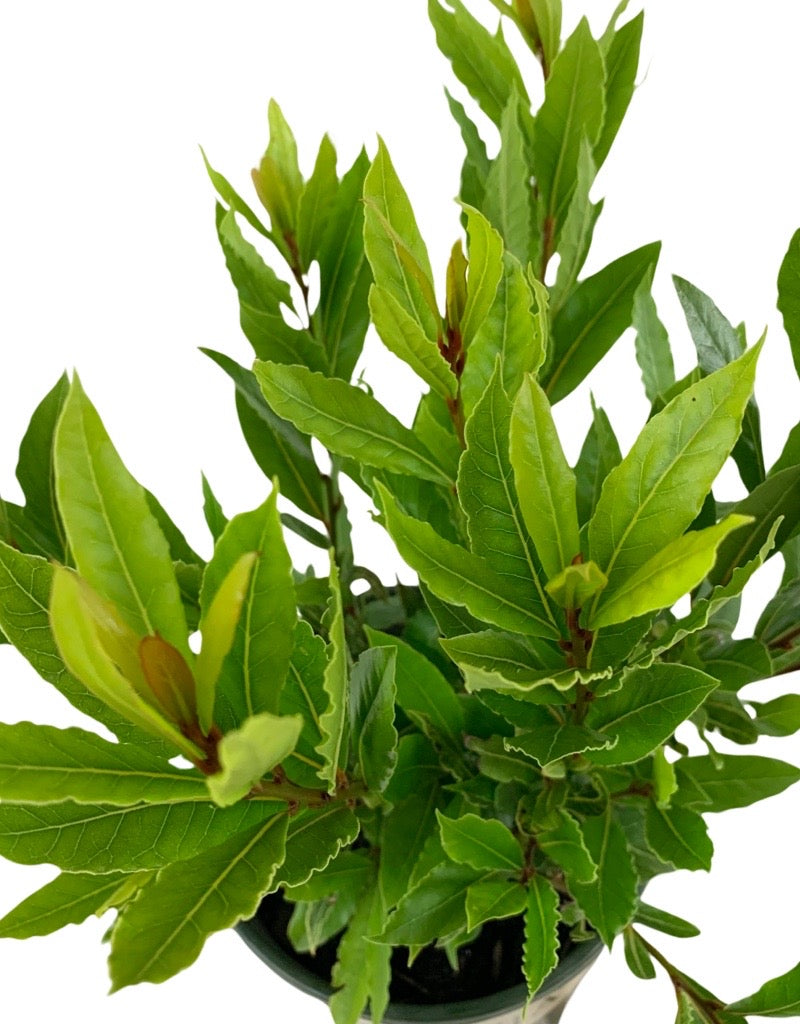 Laurus nobilis 'Little Ragu'