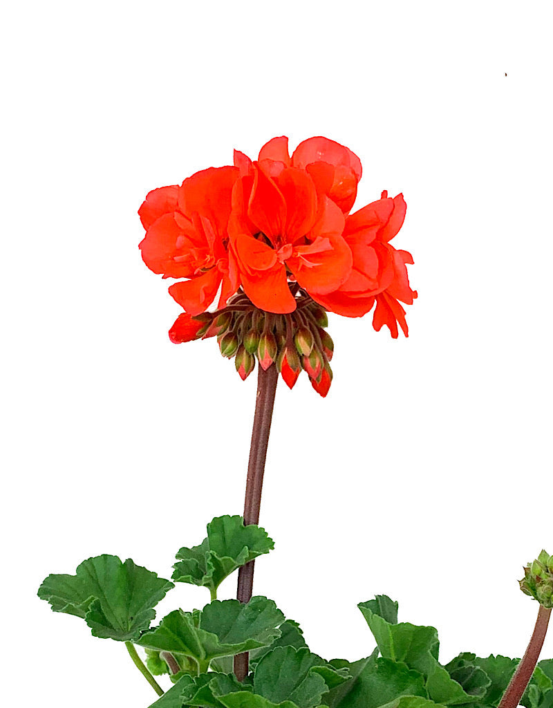 Geranium Zonal 'Presto Dark Salmon'