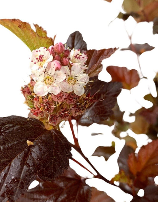 Physocarpus 'Center Glow' - The Garden Corner