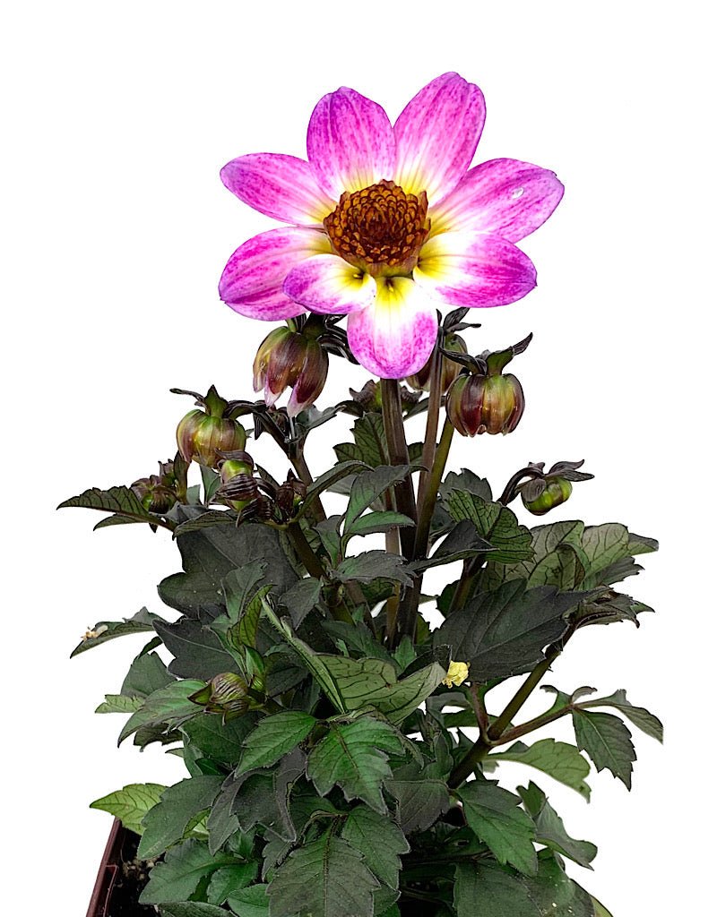 Dahlia 'Dark Angel American Pie' Quart - The Garden Corner