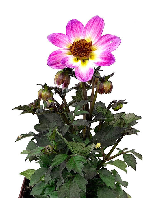 Dahlia 'Dark Angel American Pie' Quart - The Garden Corner