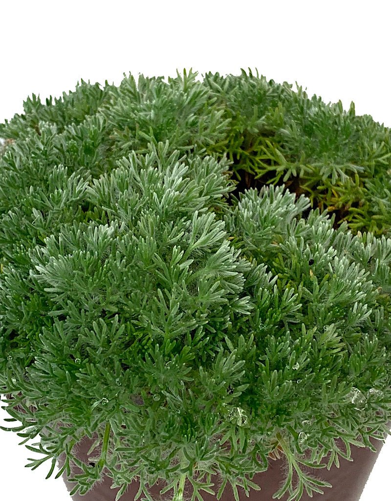 Cotula hispida 4 inch - The Garden Corner