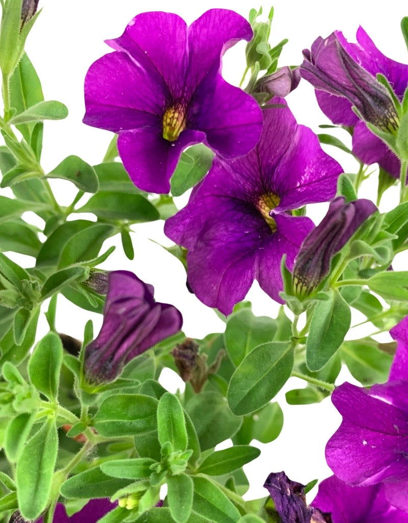 Calibrachoa 'Aloha Kona Dark Lavender'