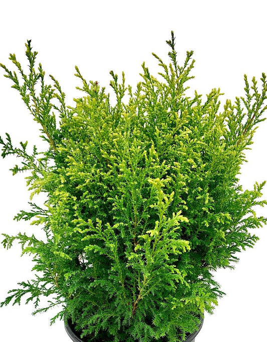 Chamaecyparis pisifera 'Cream Ball' 1 gal - The Garden Corner