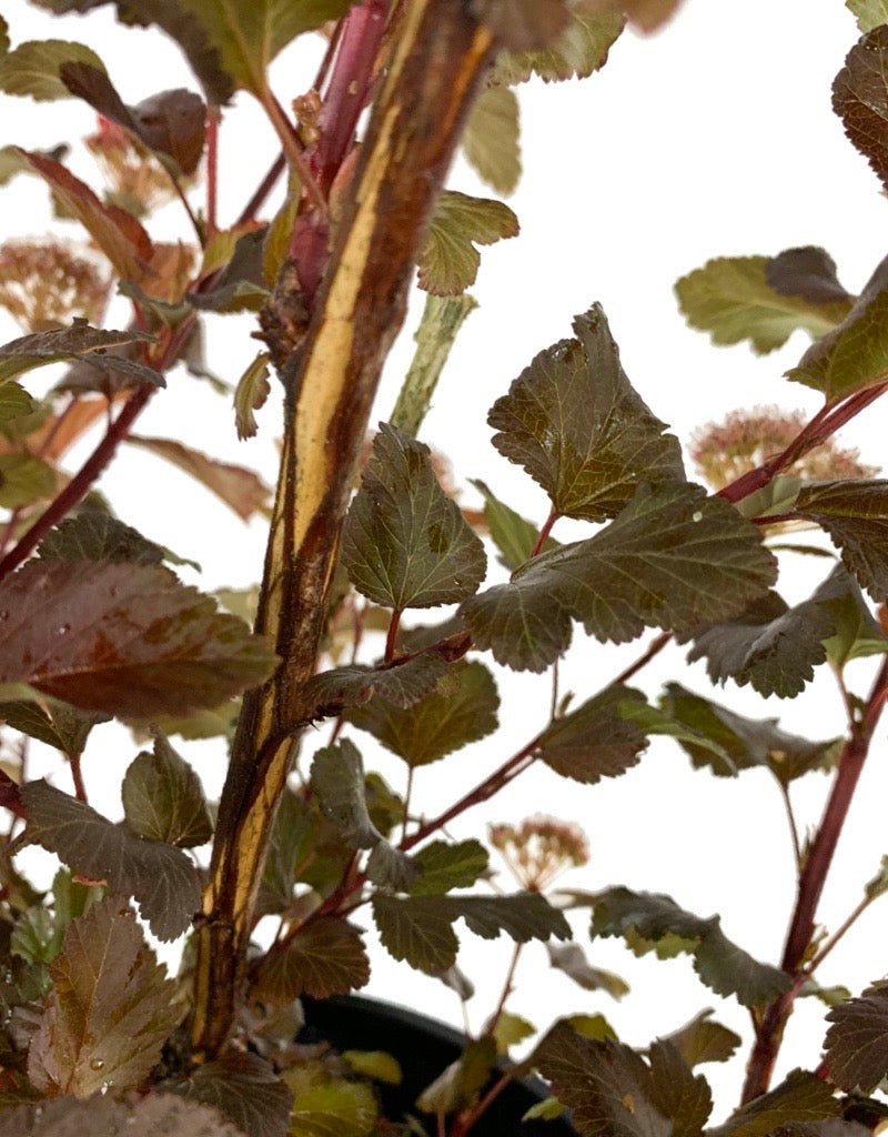 Physocarpus 'Center Glow' - The Garden Corner