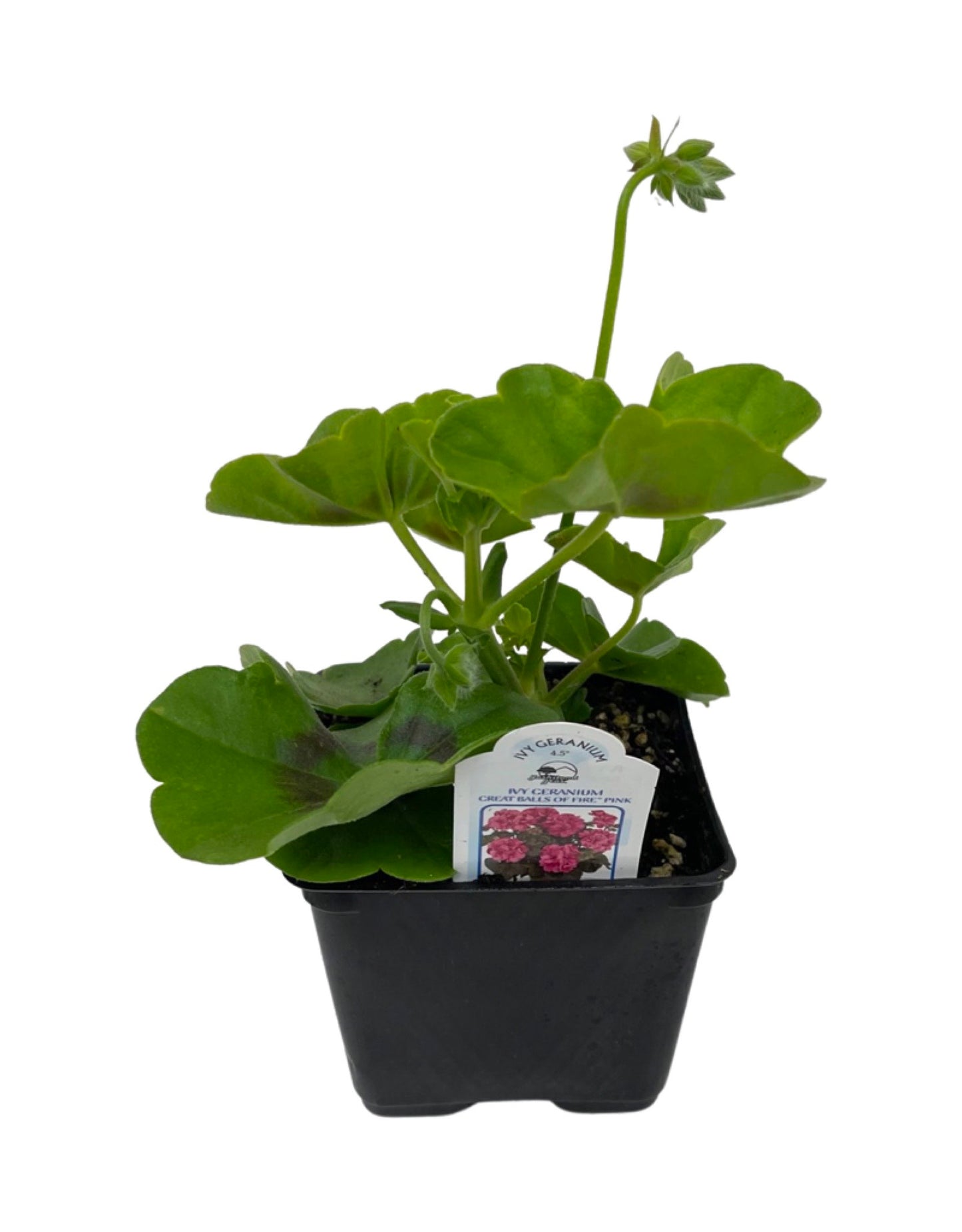Ivy Geranium 'Great Balls of Fire Pink' - The Garden Corner
