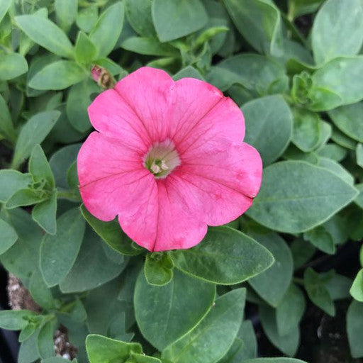 Petunia 'Supertunia Bermuda Beach'