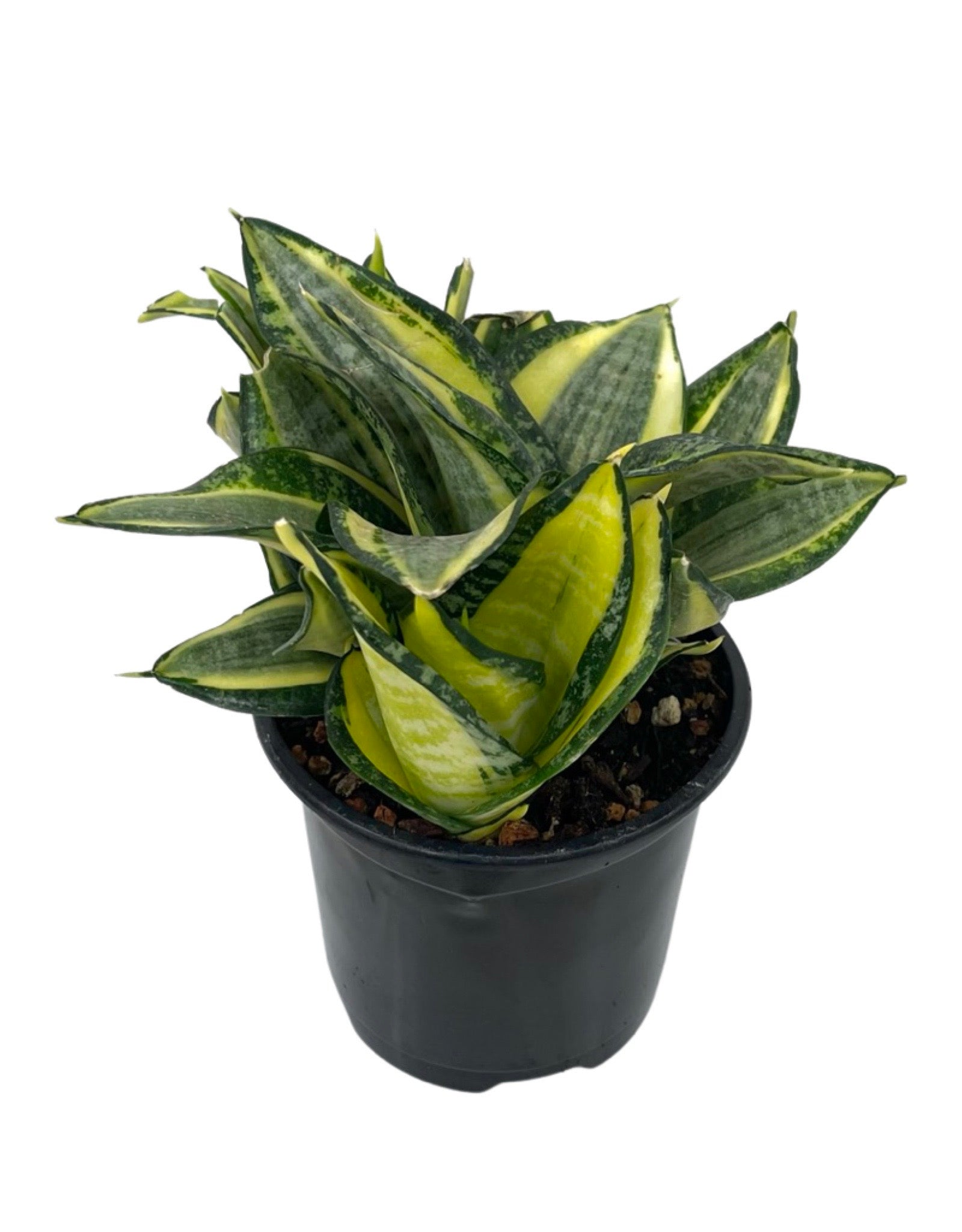 golden hahnii birdsnest snake plant Sansevieria trifasciata 'Golden Hahnii' – The Garden Corner