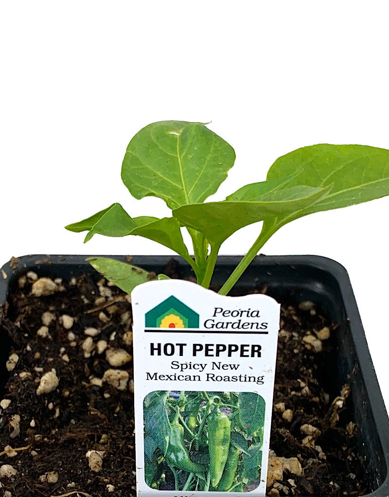Pepper 'Spicy New Mexican' 4 inch