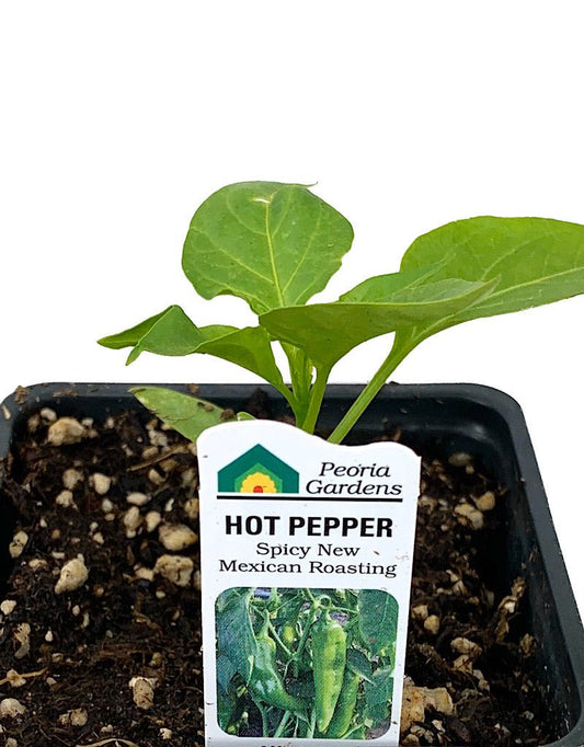 Pepper 'Spicy New Mexican' 4 inch - The Garden Corner