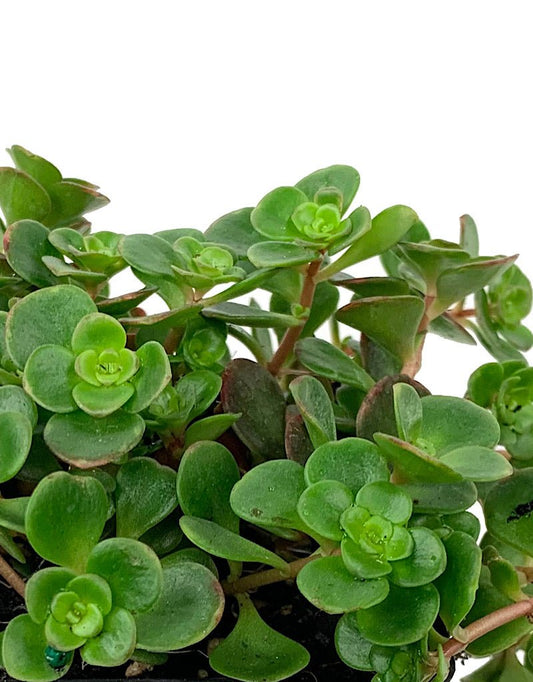 Sedum tetractinum - The Garden Corner