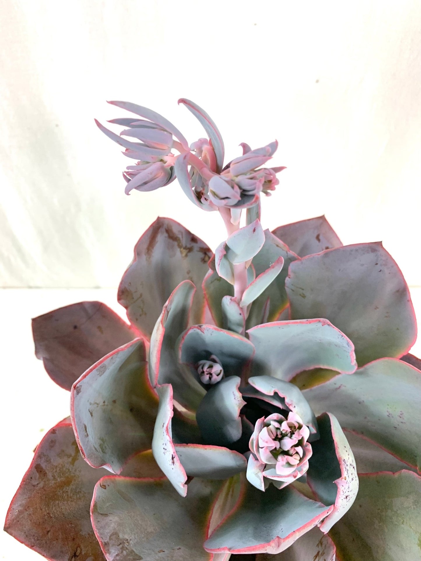 Echeveria 'Afterglow' - The Garden Corner