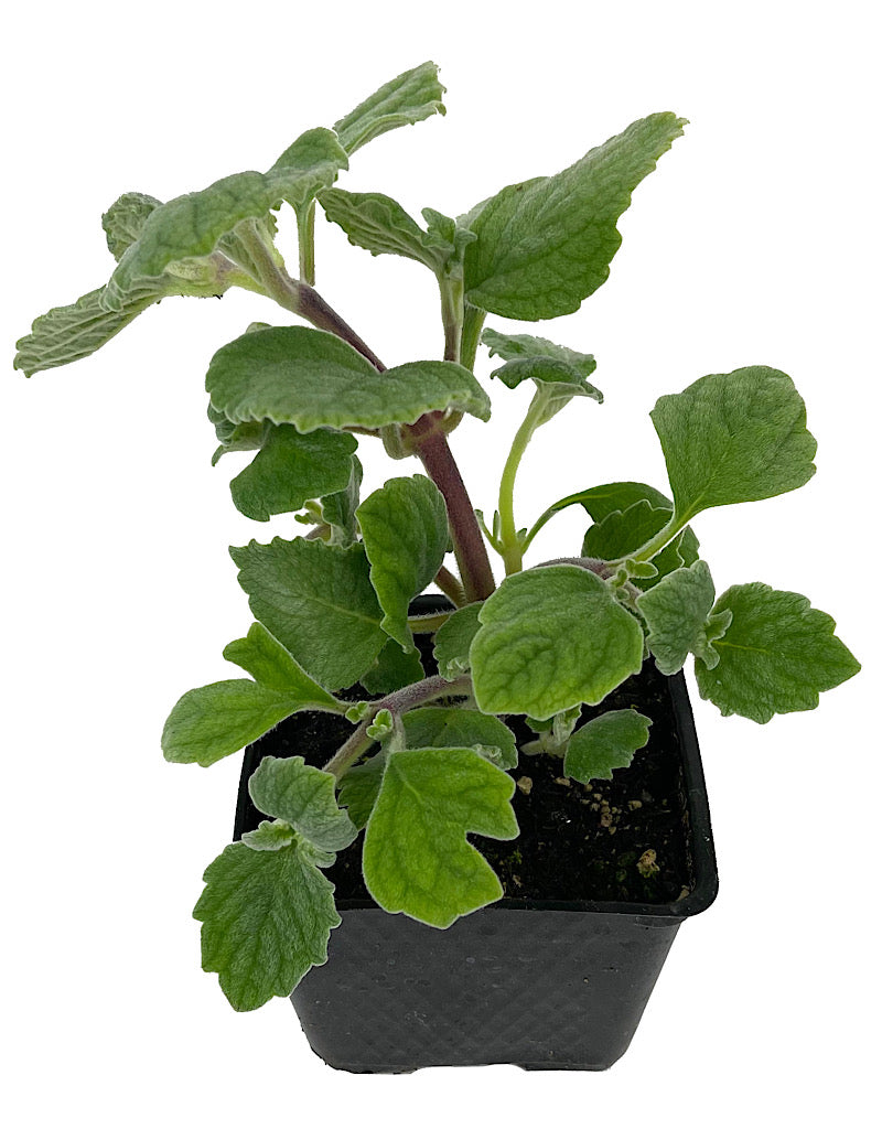 Plectranthus 'Nicolleta' 4 Inch