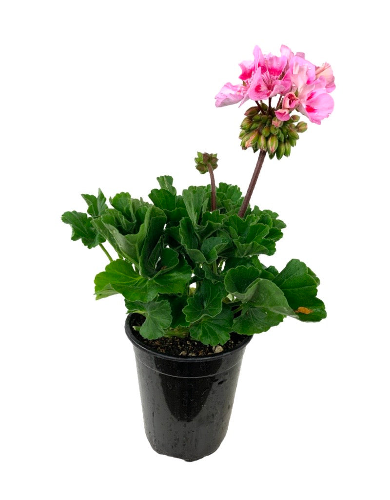 Geranium Zonal 'Presto Pink'
