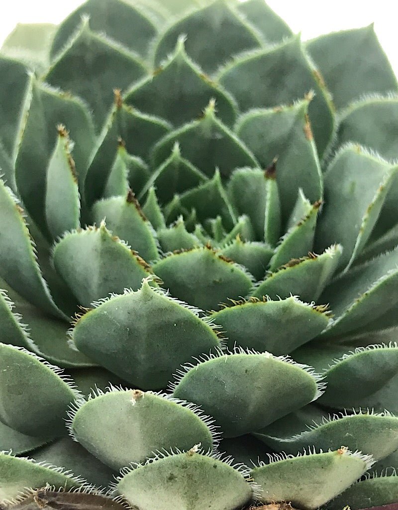 Sempervivum 'Lavender & Old Lace' 4 inch - The Garden Corner