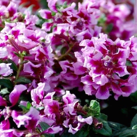 Cuphea 'Vienco Lavender' 4 inch - The Garden Corner