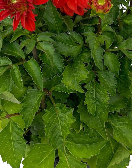 Dahlia 'Hypnotica Orange' 1 Gallon - The Garden Corner
