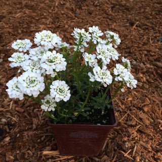 Iberis sempervirens 'Purity' - The Garden Corner