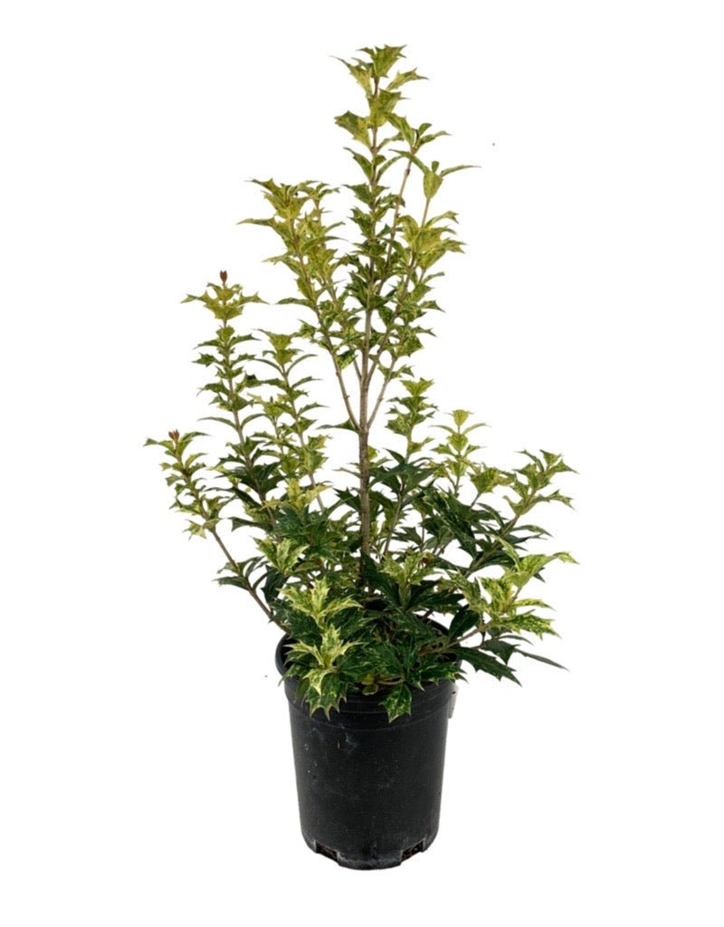 Osmanthus heterophyllus 'Goshiki' - The Garden Corner