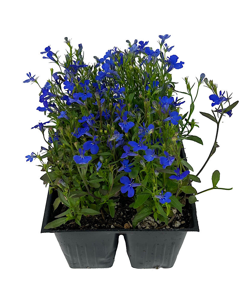 Lobelia 'Crystal Palace'