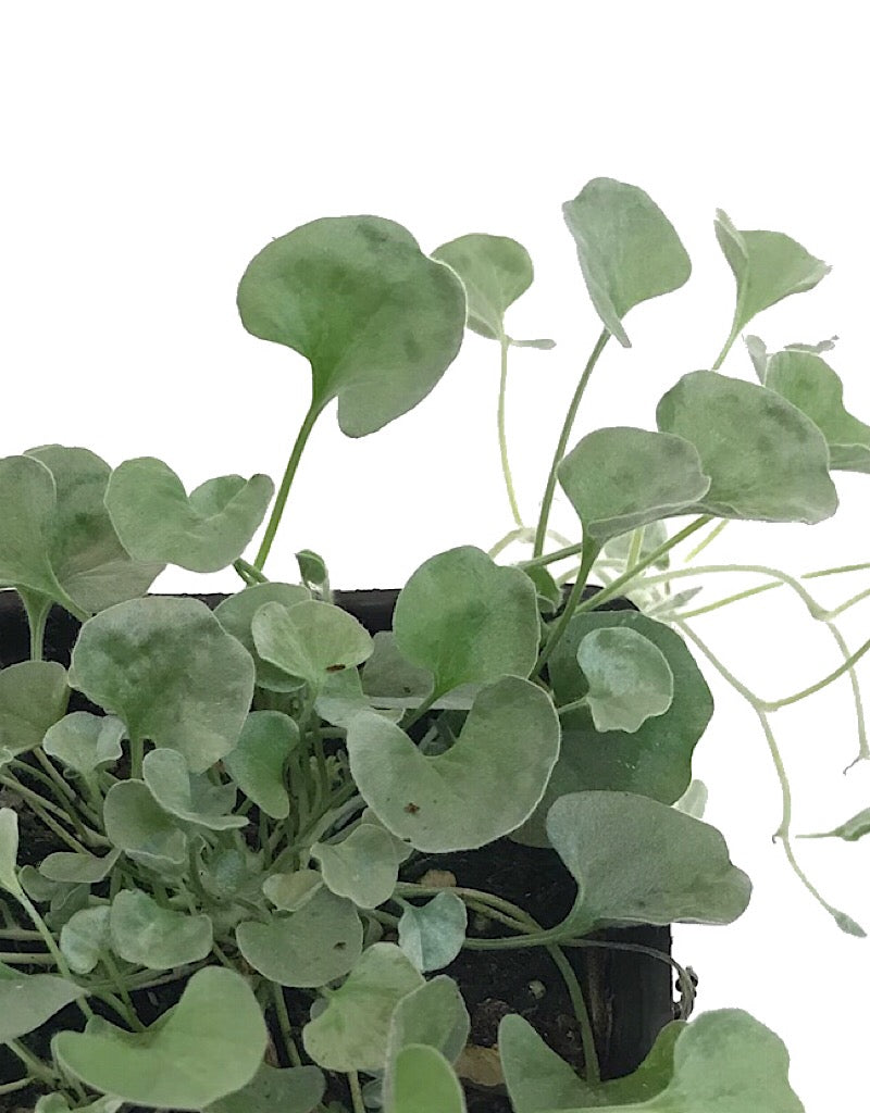 Dichondra 'Silver Falls'
