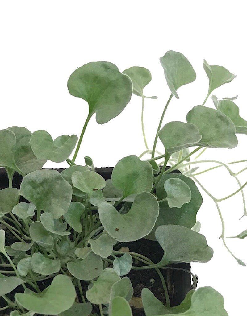 Dichondra 'Silver Falls' - Annuals