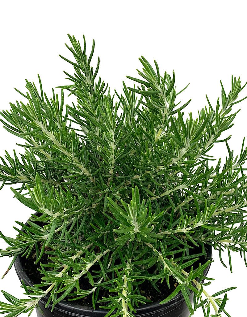 Rosmarinus officinalis 'Roman Beauty' - The Garden Corner