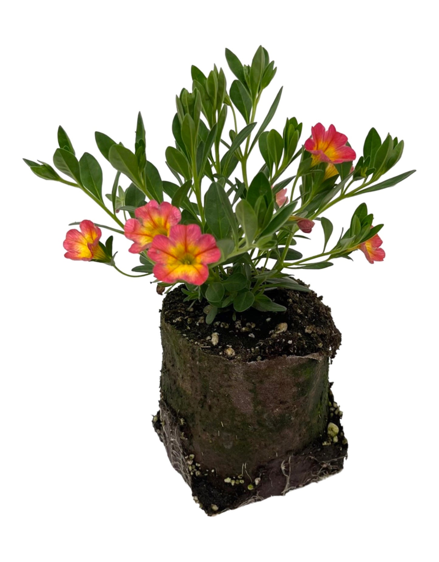 Calibrachoa 'Coral Sun'