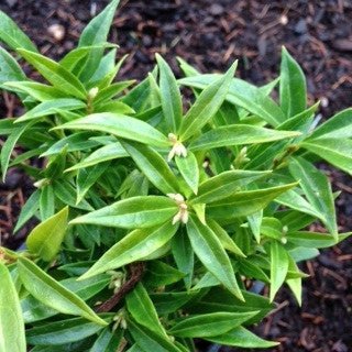 Sarcococca humilis 'Fragrant Valley' - Shrubs