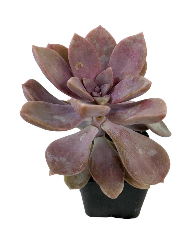 pentandrum succulent Graptopetalum pentandrum superbum – The Garden Corner