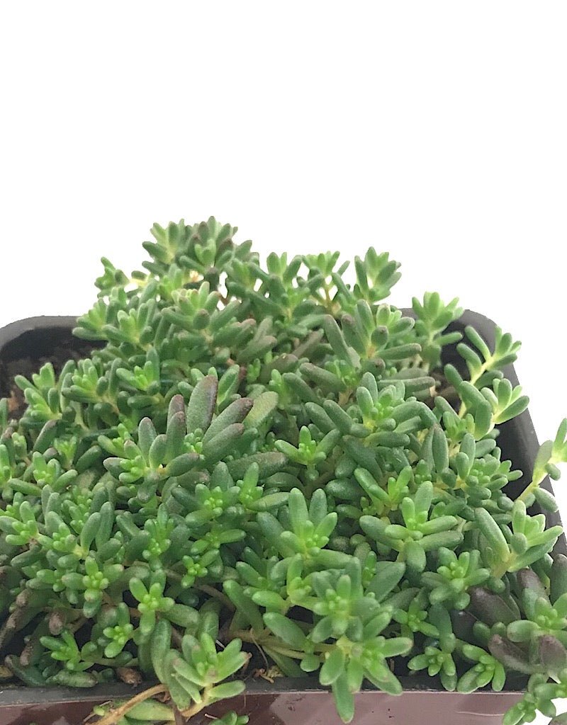 Sedum album 'Red Ice' - 4 inch - The Garden Corner