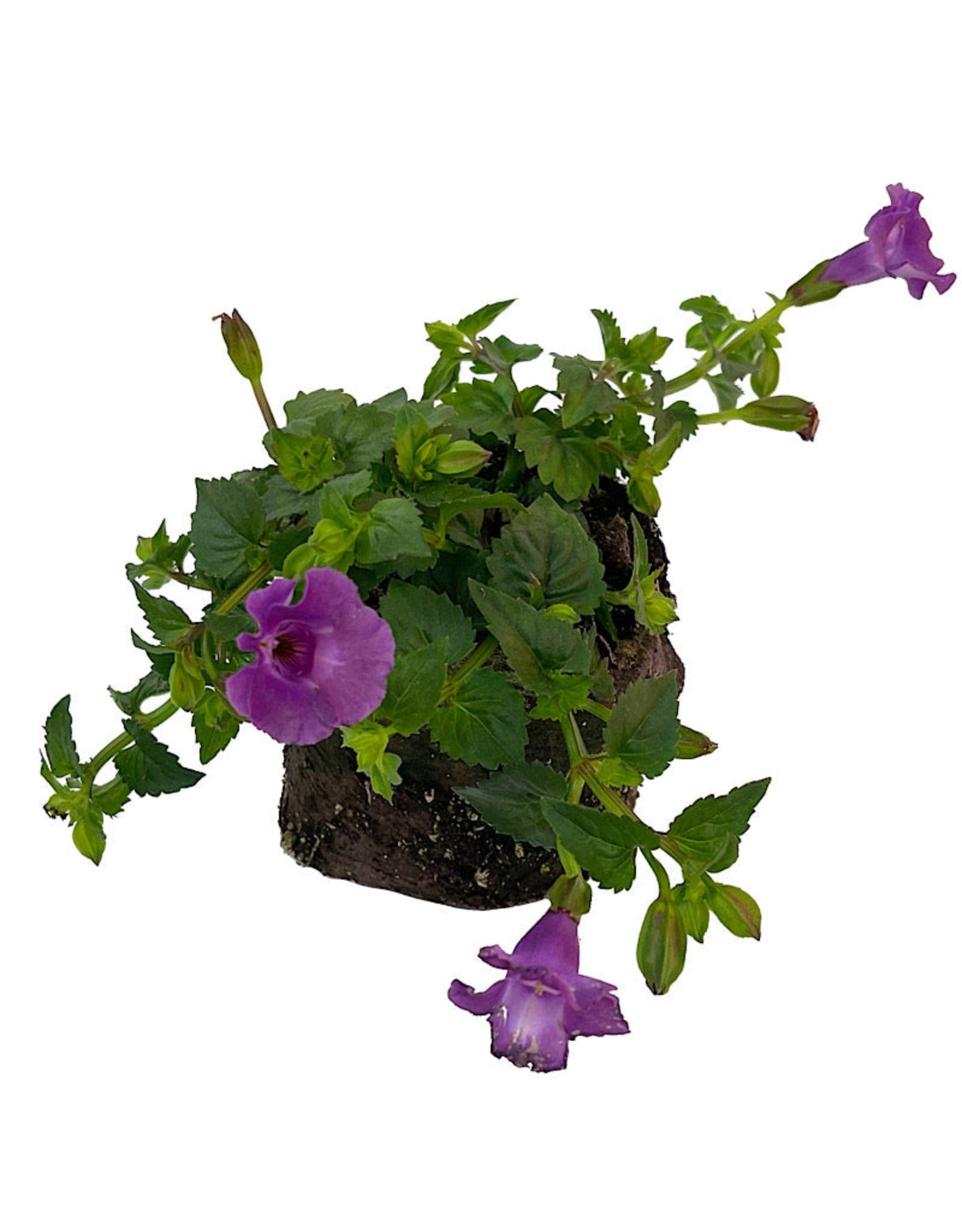 Torenia 'Summer Wave' - The Garden Corner