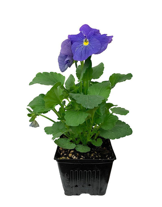 Pansy - The Garden Corner