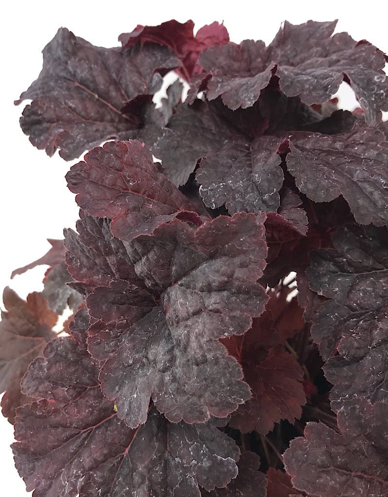 Heuchera 'Cajun Fire' - The Garden Corner