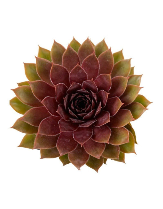 Sempervivum 'Chick Charm Cherries Jubilee' - The Garden Corner