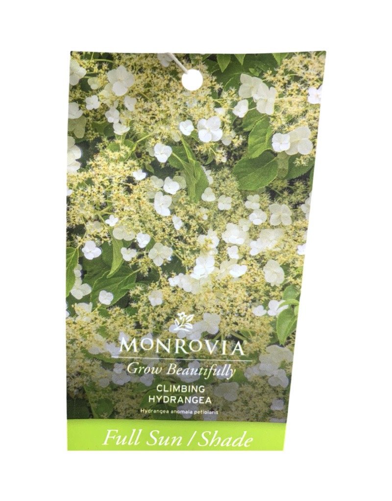 Hydrangea anomala petiolaris - The Garden Corner