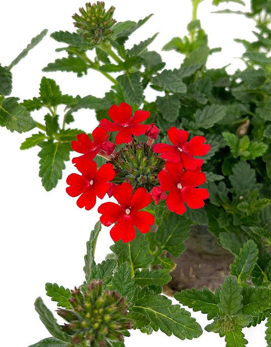 Verbena 'Firehouse Red' - The Garden Corner